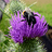 BumbleBee