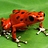 Giftfrosch